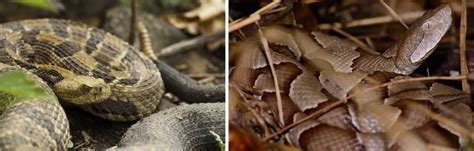 2 Types of Venomous Snakes Found in Maryland! (ID Guide) - Bird Watching HQ