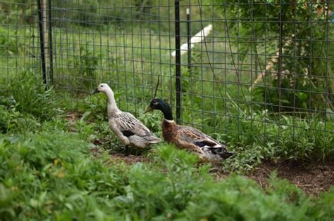 Welsh Harlequin Duck: An Endangered, Dual Purpose Breed