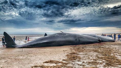 Fifth Sperm Whale Washes Up On Lincolnshire Beach