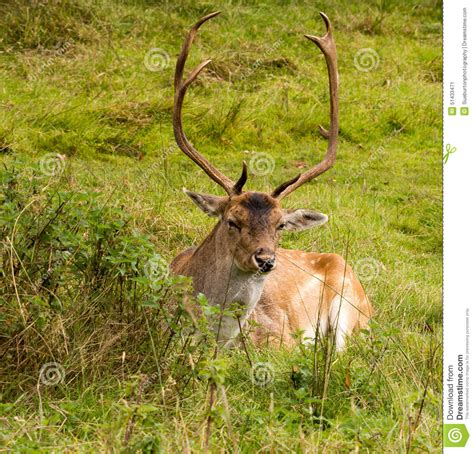 Fallow deer stock image. Image of grassland, male, dunham - 51433471