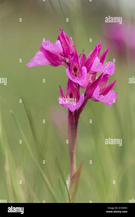 Pink butterfly orchid (Orchis papilionaciae Stock Photo - Alamy