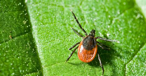 Scientists Discover New Bacteria Responsible For Lyme Disease | HuffPost