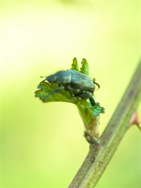 Water Rove Scarab Long Horned Leaf And Snout Beetles In March 2024