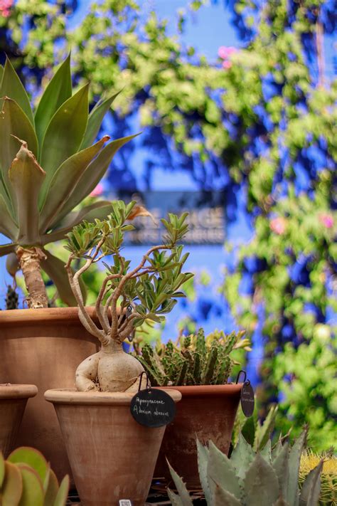 Le jardin Majorelle trésor botanique Didier Danet Entreprise