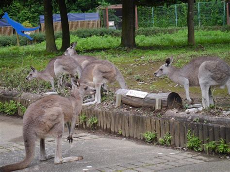 飼育係より 埼玉県こども動物自然公園 公益財団法人埼玉県公園緑地協会