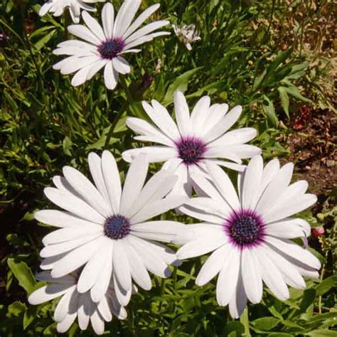 OSTEOSPERMUM ecklonis - African Cape Daisy White, buy | Australian Seed