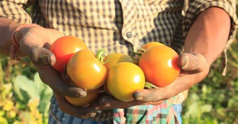 How To Apply As A Filipino Fruit Picker In Canada The Pinoy Ofw