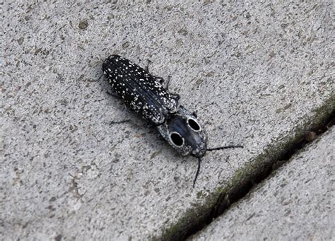 Big Eyed Bug Theodore Roosevelt Island National Park Serv Flickr