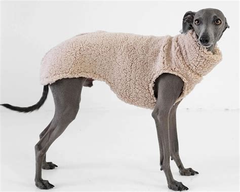 Fascinating Facts About Italian Greyhound Facts Net