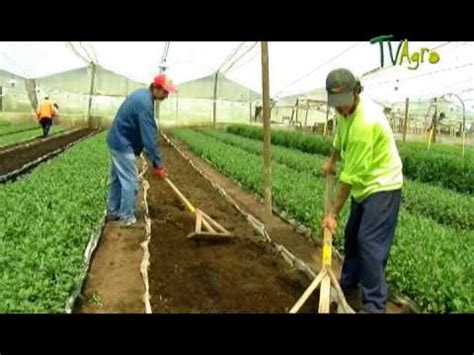 Cultivo De Crisantemo Juan Gonzalo Angel Tvagro Chrysanthemum Youtube