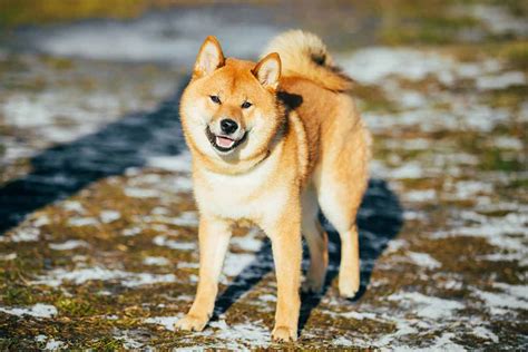 Le Shiba Inu Caract Re Alimentation Sant Et Ma Tre Id Al