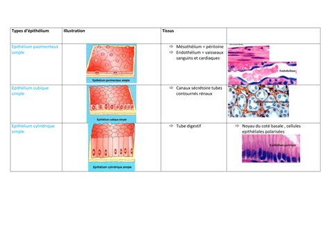 types d épithelium histo