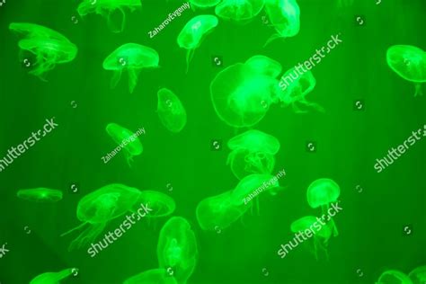 Moon Jellyfish Aurelia Aurita Green Translucent Color And Dark