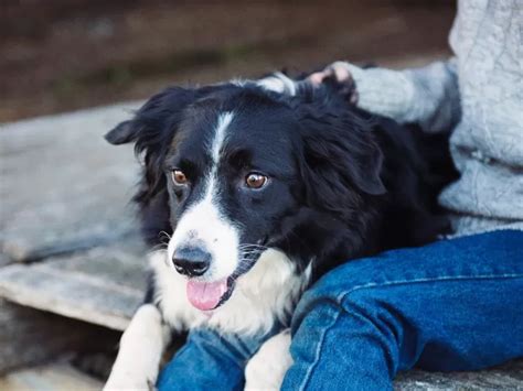 Gu A Completa De Cuidados Y Alimentaci N Para Tu Border Collie Todo Lo