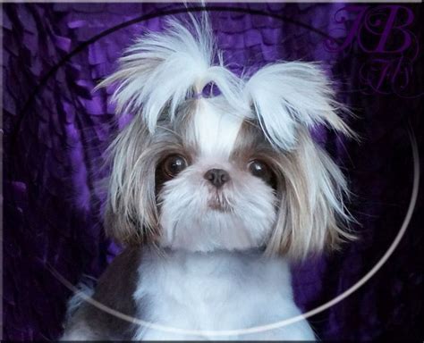 Iron Butterfly Chinese Imperial Shih Tzu Tiny Teacup Puppies For Sale