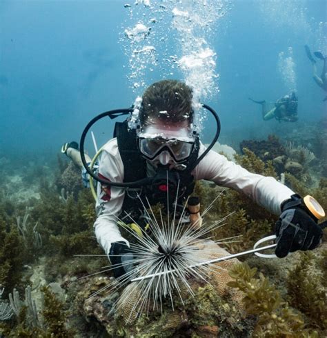 The Difference Between Oceanography And Marine Biology American Oceans