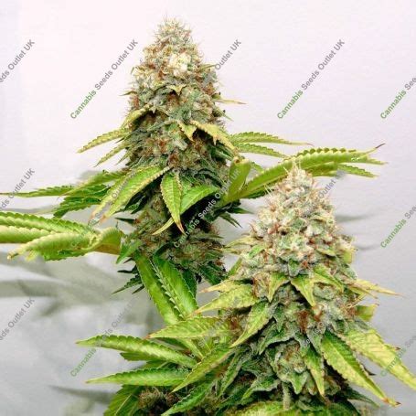 Buy Bruce Banner Fast V By Blim Burn At Cannabis Seeds Outlet Uk