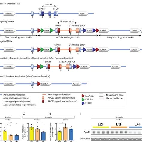 Apoe Isoforms And Sex Differentially Influence Aβ Plaque Deposition In