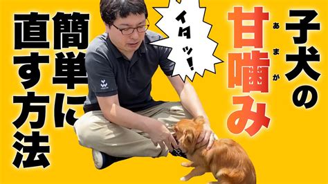 子犬 噛み ぐせ 治し 方