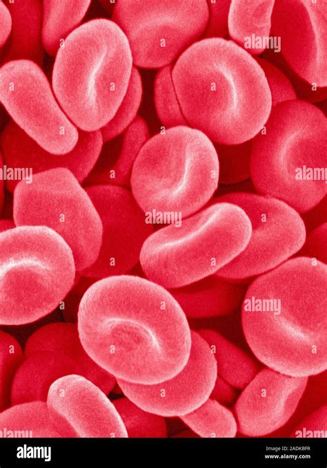 Red Blood Cells Coloured Scanning Electron Micrograph Sem Of Red