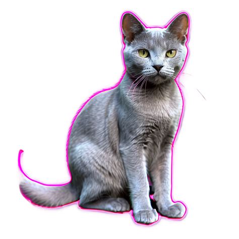 Russian Blue Cat Png Images 100