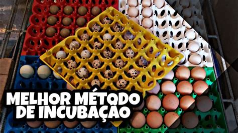 Como Colocar Ovos Para Chocar Youtube