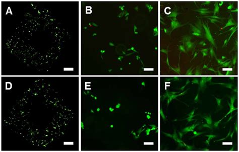 Assessment Of Cell Viability Via Live Dead Assay Ac Live Dead