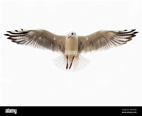 Flying seagull with spread wings Stock Photo - Alamy