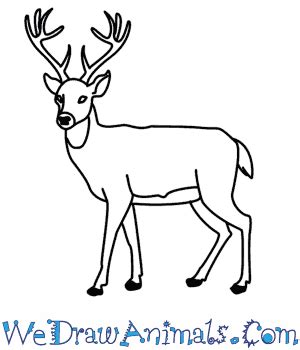 Animals Easy Deer Pencil Drawing - bmp-clown