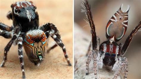 Three New Spiders Discovered In Australia By Scientist Joseph Schubert