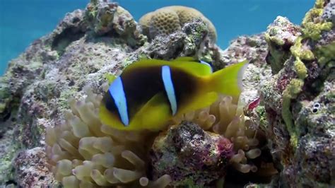 Coral Reef Aquarium The Best Relax Music 2 Hours Sleep Music HD 1080P