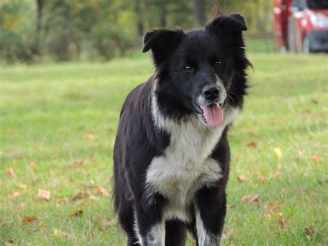 Border Collie Puppy S Geboren Verwacht Border Collie Kennel Shamrock