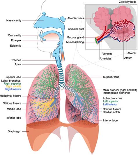 Lungs