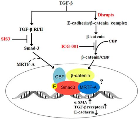 Ijms Free Full Text Catenin Smad Interaction Regulates