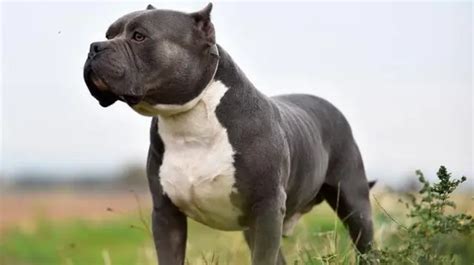 Bully XL como Reino Unido vai lidar raça de cães chamada de