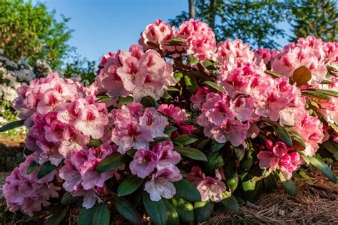 Arbusto Bonito De Flores Cor De Rosa Do Rododendro Foto De Stock