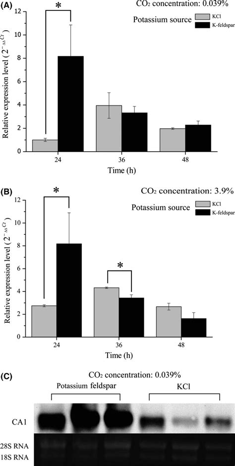 Gene Expression Of A Nidulans CA1 At Different Temporal Sampling