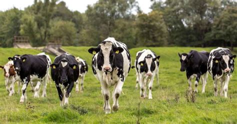 Using Knowledge Of Cattle Social Behaviour To Improve Welfare Vet Times