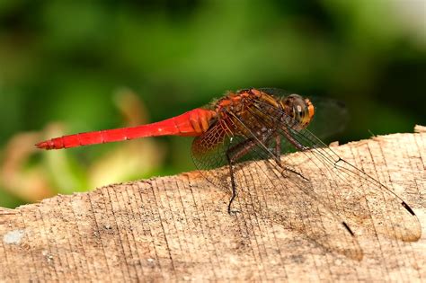 Red Dragonfly Insect Wildlife Free Photo On Pixabay Pixabay