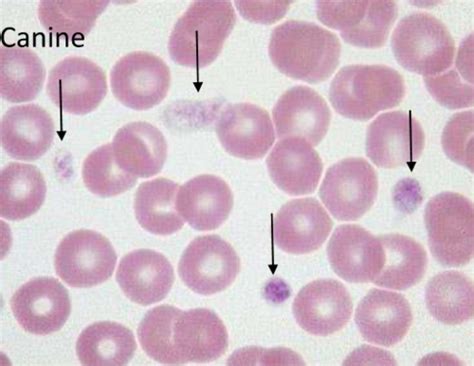 Platelets And Primary Hemostasis Flashcards Quizlet