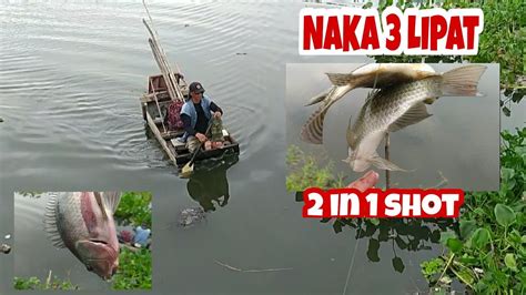 Catching Tilapia Naka Tatlong Lipat Tiksay Fish Hunting Youtube