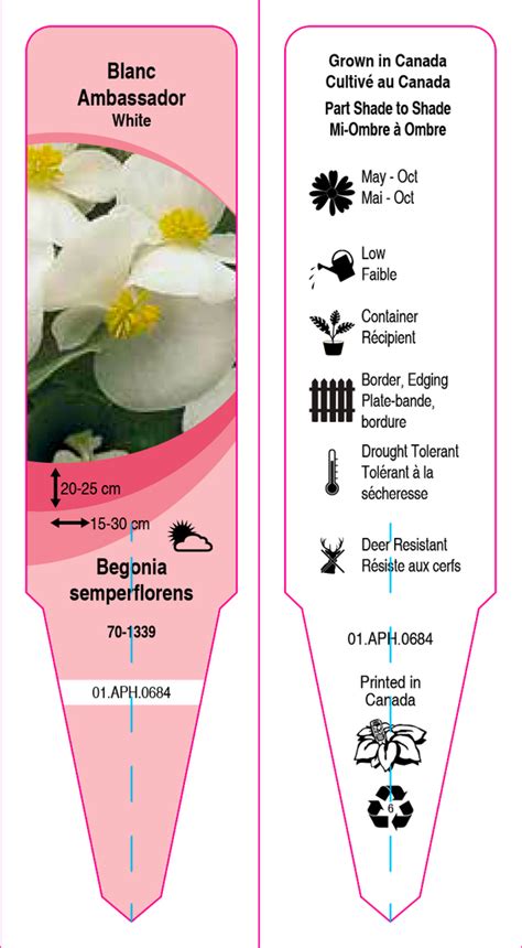 Begonia Fibrous Semperflorens Ambassador F1 Series Norseco