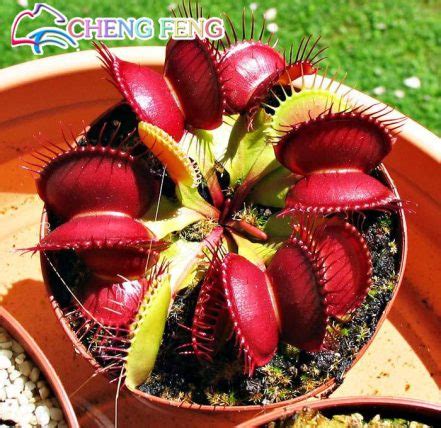 Dionaea Muscipula Venus Flytrap Seeds Pcs Pack Bestseedsonline