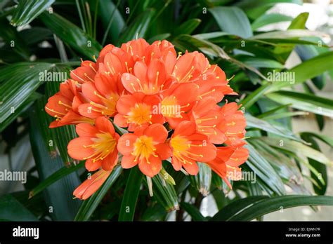 Clivia Miniata In Flower Hi Res Stock Photography And Images Alamy