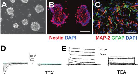 Cell Culture And Characterization Of NSCs From Mouse SVZ A Cells