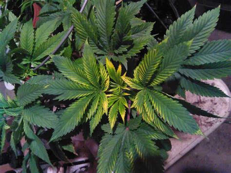 What Causes Cannabis Leaves To Get Dry Or Crispy Grow Weed Easy