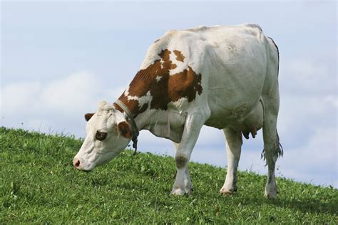 Une Vache Tu E Coups De Fusils Dans Un Champ Elle A Re U Trois Balles