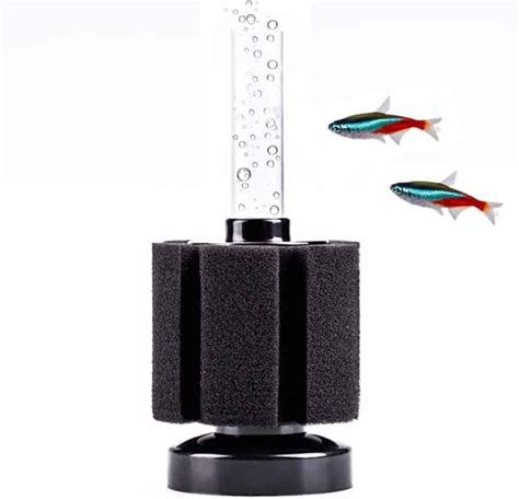 The Best Diet for Neon Tetras: An Essential Guide for Aquarium Fish ...