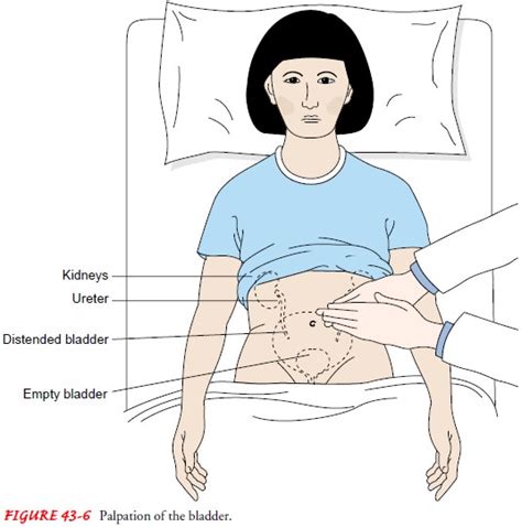 Assessment Of Renal And Urinary Tract Function