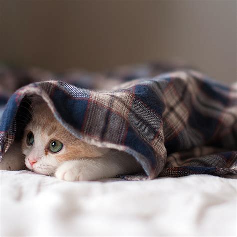 Cute cat hiding under blue blanket